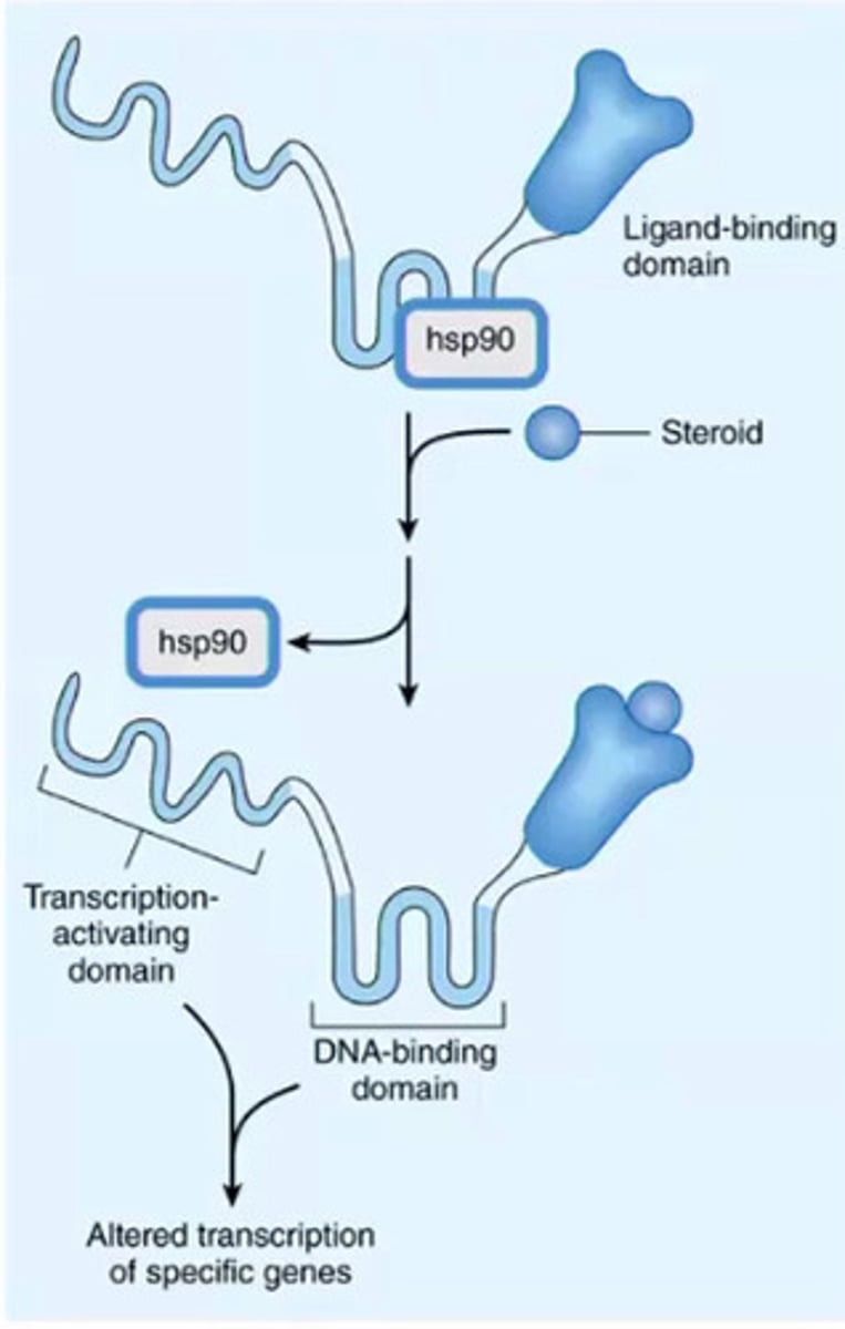 <p>Intracellular nuclear hormone receptor</p>