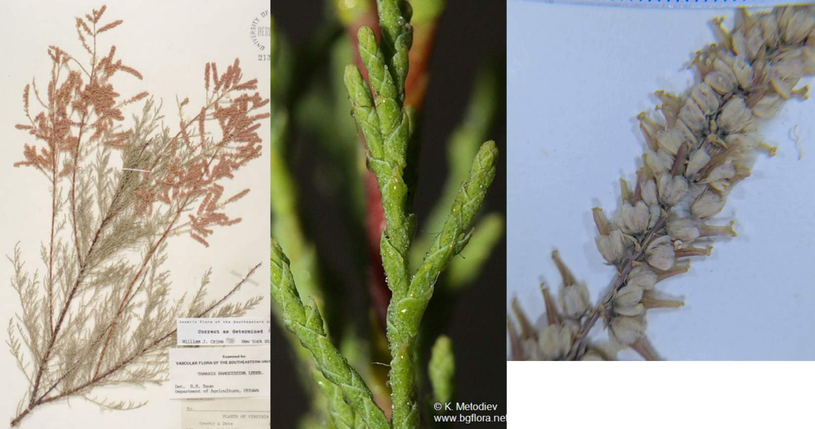 <p>Imbricate (narrow &amp; overlapping)</p><p>Look like juniper, delicate</p><p>Pink flowers</p>