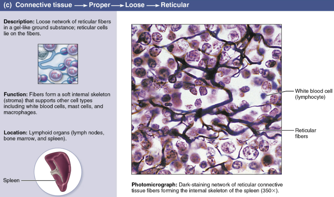 <p><span style="color: purple"><strong><em>Loose Connective Tissue</em></strong></span></p><ol><li><p><strong>Cells</strong></p><ul><li><p>Fibroblasts/cytes</p></li></ul></li><li><p><strong>Fibers</strong></p><ul><li><p>Reticular → Collagen-based, but much thinner and not as strong</p></li><li><p>Soft ground substance</p></li></ul></li><li><p><strong>Function</strong></p><ul><li><p>Framework for lymphatic structures</p></li></ul></li><li><p><strong>Location</strong></p><ul><li><p><span style="color: green"><strong>Liver</strong></span></p></li><li><p><span style="color: green"><strong>Spleen</strong></span></p></li><li><p><span style="color: green"><strong>Lymph nodes</strong></span></p></li></ul></li></ol><p></p>