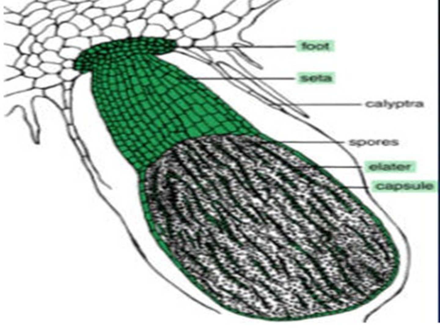 <p>capsule (2n)=sporangium</p><p>seta=stalk (part of sporophyte)</p><p>meiosis occurs within capsule</p>