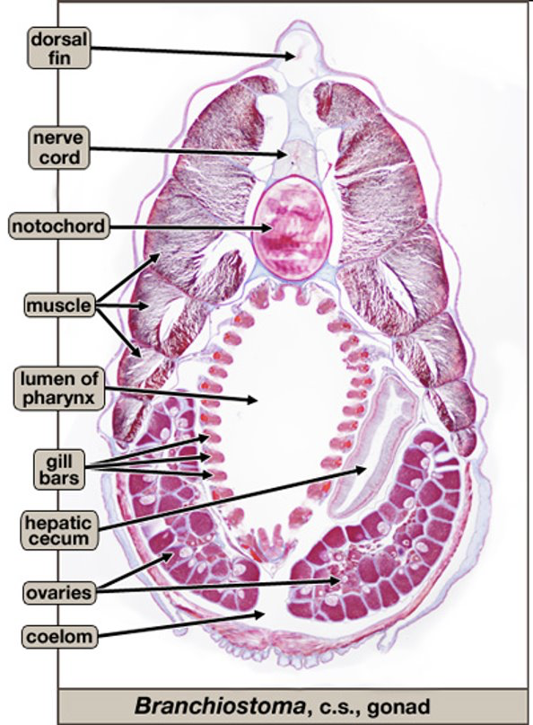 <p>Amphibious (sea lancelet)</p>