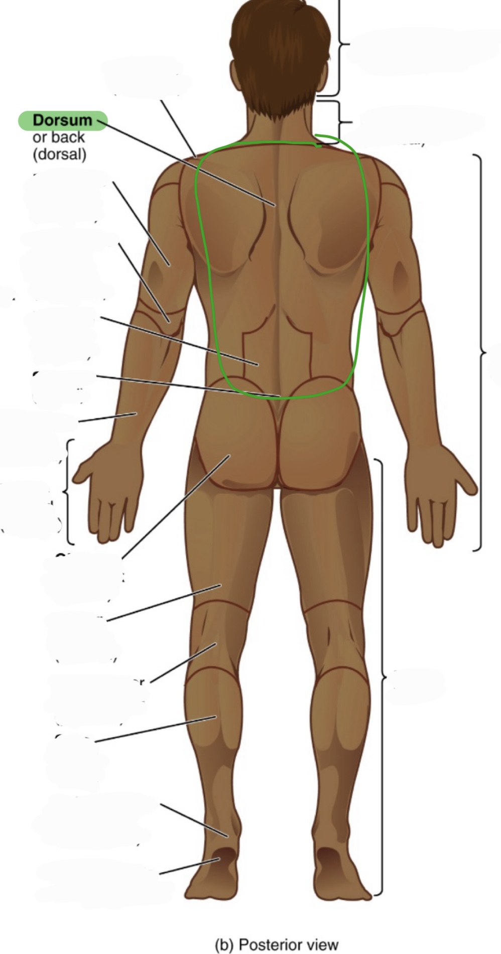 <p>back</p><p>(aka dorsal)</p>