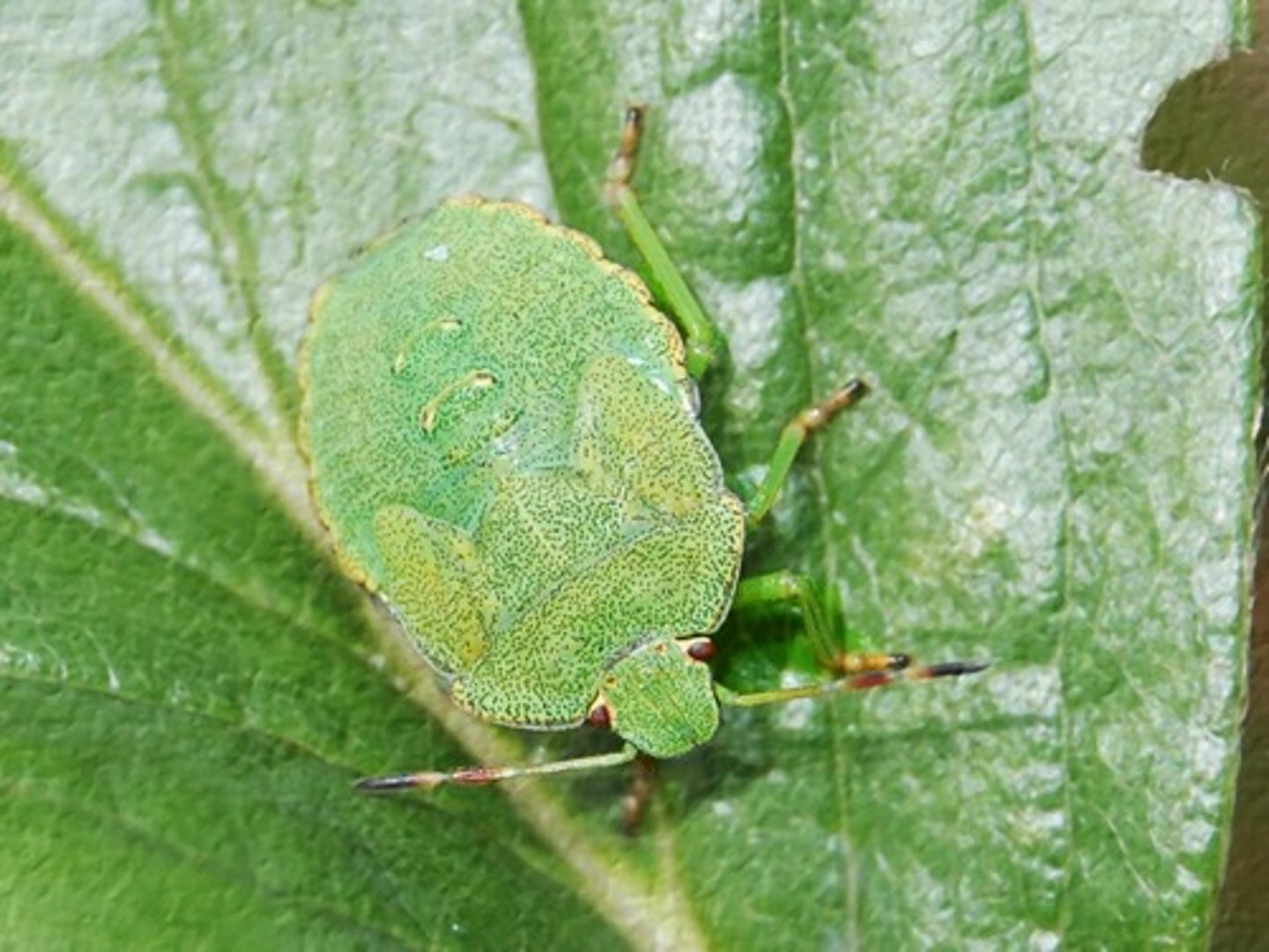 <p>not conspicuous or attracting attention</p>