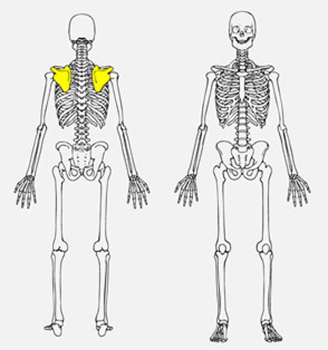 <p>shoulder blade</p>
