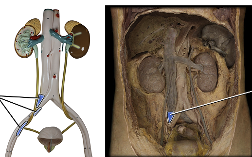 <p>drains blood from leg</p>