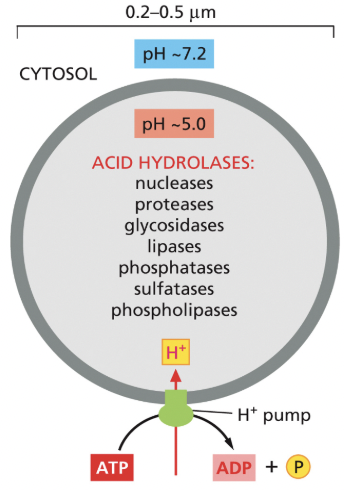 <p>principal sites of intracellular digestion</p><ul><li><p>most of the lysosome membrane proteins are highly glycosylated, which helps to protect them from the lysosomal proteases in the lumen</p></li><li><p>proton pumps maintain an acidic pH inside the lysosome</p></li></ul><p></p>