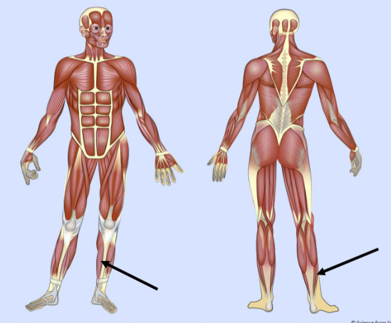 <p>What major muscle is this?</p>