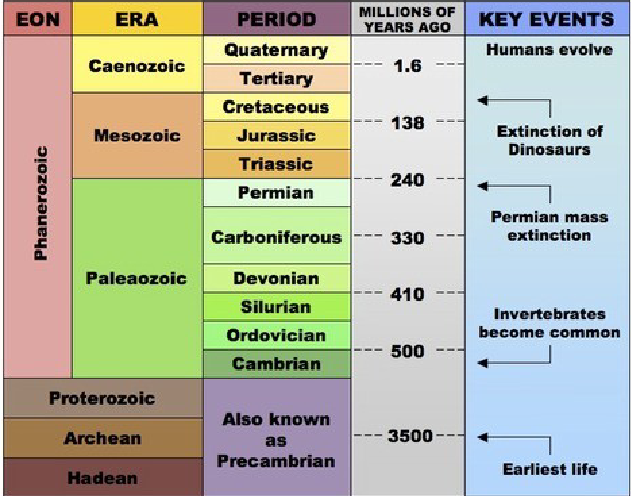 <p>STARTING WITH OLDER EONS:</p><p>The Hadean, Archean, and Proterozoic are about 3.5 million years, so they take up the MAJORITY of the timeline.</p><p>PRECAMBRIAN PERIOD</p><p>→Hadean (OLDEST): Super-hot (“Hades”)</p><p>→Archean:&nbsp;“Old”</p><p>→Proterozoic: Primitive lifeforms; soft/simple organisms (worms/ jellyfish)</p><p></p><p>→Phanerozoic (EON; With animals and dinos; it seems like the majority, but it isn’t)</p><p>→Paleaozoic:&nbsp;“Ancient Zoo”; Mass extinction with aquatic life because aquatic life dominated during the time.</p><p>→Mesozoic:&nbsp;“Middle Zoo” Age of Reptiles</p><p>→Caenozoic:&nbsp;“Recent Zoo” Age of Mammals</p>