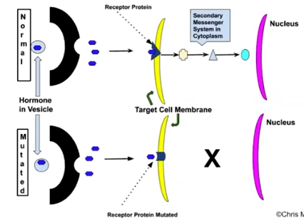 <p>How do mutations in signaling pathways affect transduction?</p>