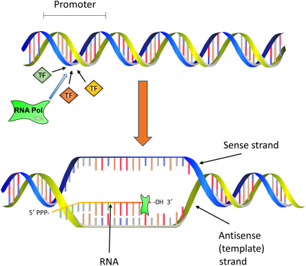 <ul><li><p><u>Definition:</u> <em>The process of </em><strong><em>copying a gene’s DNA </em></strong><em>sequence into</em><strong><em> RNA</em></strong><em>.</em></p></li><li><p><u>Key points:</u></p><ul><li><p>Occurs in the <strong>nucleus</strong> (in eukaryotes).</p></li><li><p><strong>RNA polymerase</strong> binds to the <strong>promoter</strong>, unwinds DNA, and synthesizes <strong>pre-mRNA</strong> (complementary to the DNA template strand).</p></li><li><p>In eukaryotes, <strong>pre-mRNA</strong> is processed: introns are removed, exons are spliced together, a 5′ cap and 3′ poly-A tail are added → mature mRNA.</p></li></ul></li><li><p><u>Purpose:</u> to create an <strong>RNA copy</strong> of the gene that can leave the nucleus for protein synthesis.</p></li></ul><p></p>