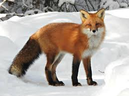 <p>Vulpes vulpes</p>