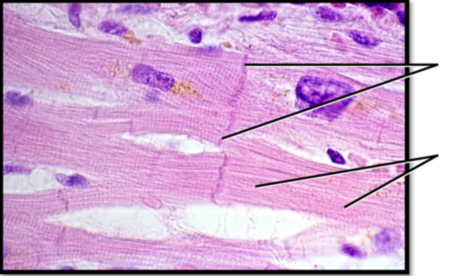 <p>Name this tissues function</p>