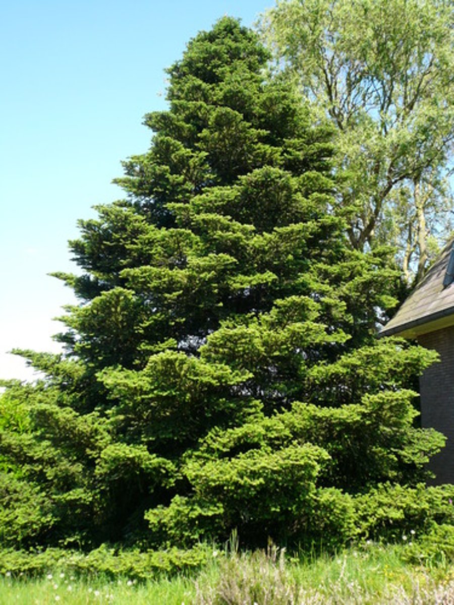 <p>fir tree</p>