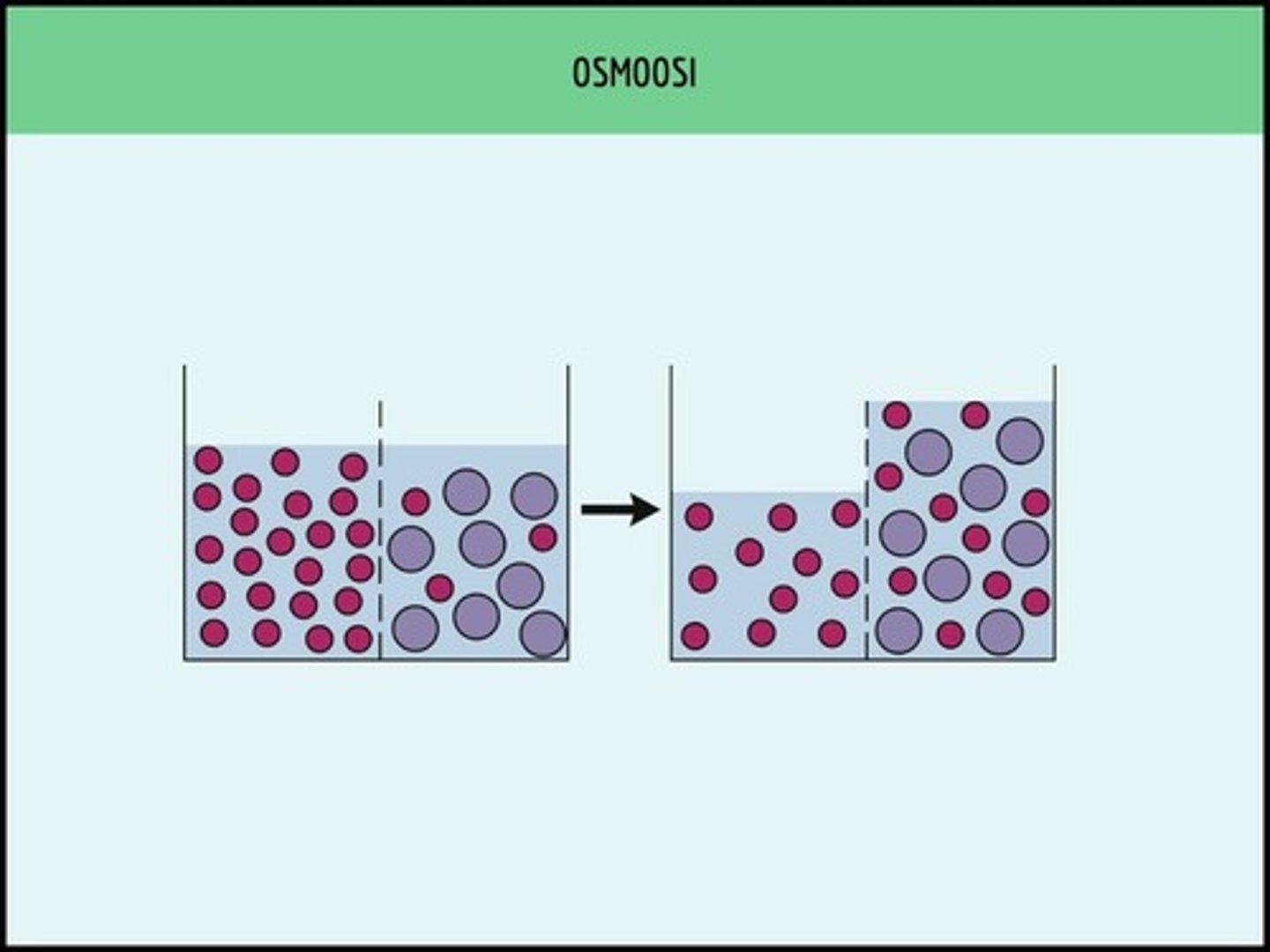 <p>Veden virtausta puoliläpäisevän kalvon läpi laimeammasta liuoksesta väkevämpään</p>