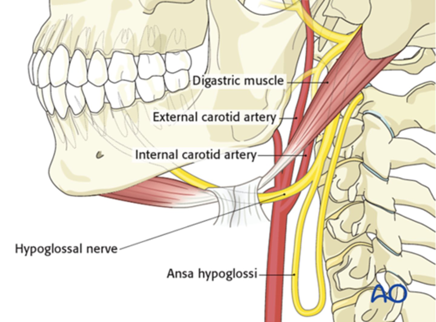 <p>hypoglossal nerve (CN XII)</p>