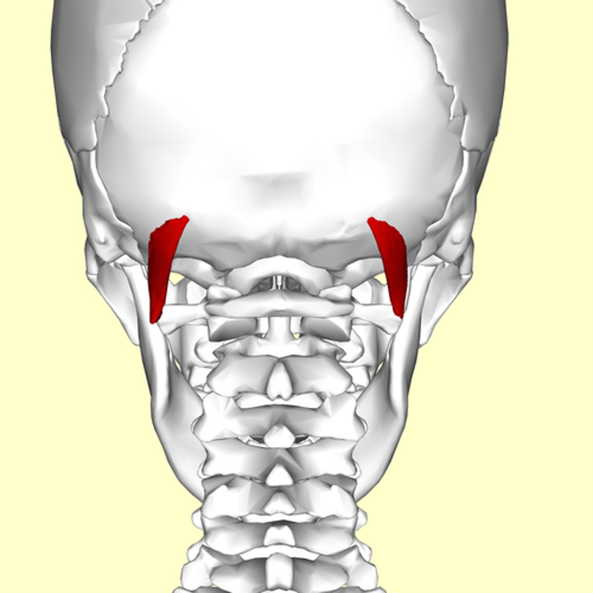 <p>superior obliquus capitis</p><p>action</p><p>innervation</p>
