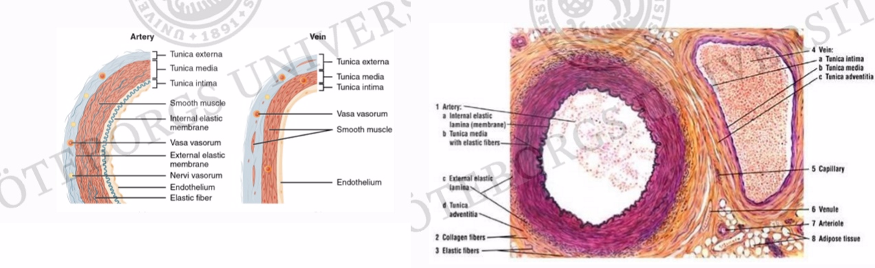 <p>Kärlvägg uppbyggnad( både artärer och vener)</p><ol><li><p>Tunica adeventica(externa)- Bindvävskapsel(runt kärl)</p></li><li><p>Tunica media- muskelvägg</p></li><li><p>Tunica intima-endotel (innersta lagret)</p></li></ol><p></p>