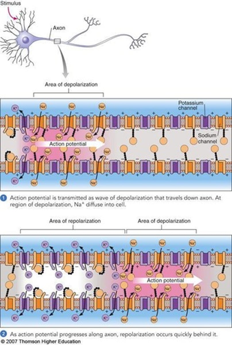 <p>Sodium channels are inactivated and voltage-gated potassium channels open.</p>