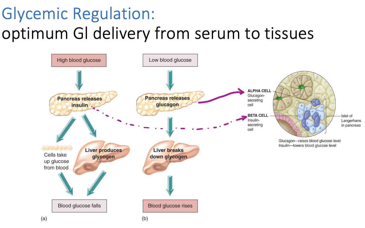 <p>blood sugar regulation</p><ul><li><p>Cells have to uptake glucose via. insulin</p></li></ul><p></p>