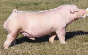 <p>Chester White</p>