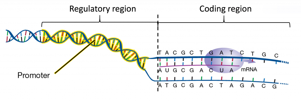 <p>A specific sequence in the regulatory region where RNA polymerase binds to initiate transcription.</p>