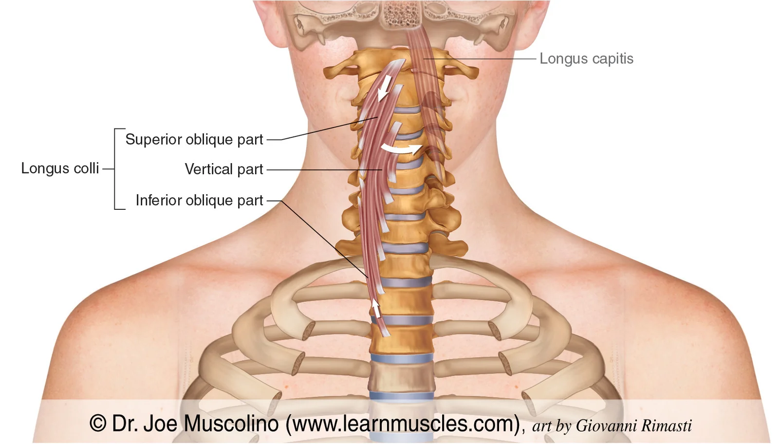 <p>Prevertebral Muscles</p>