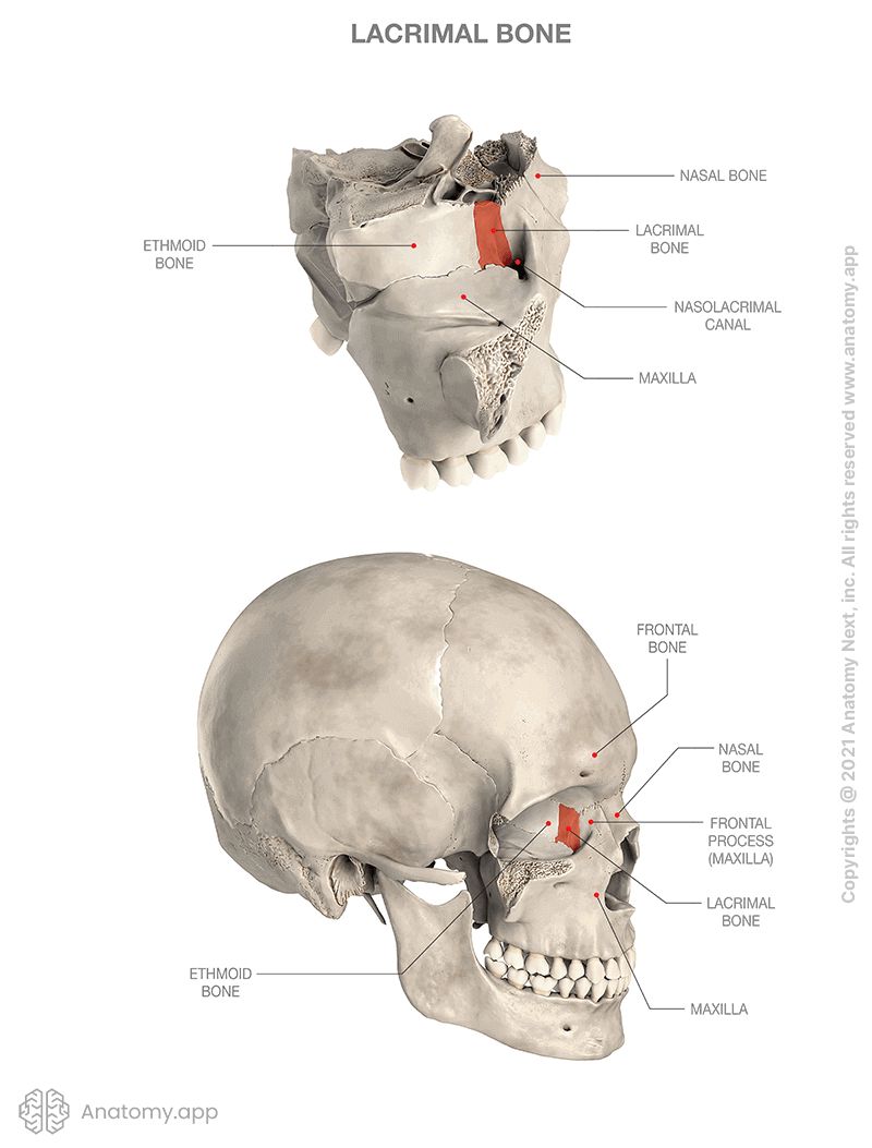 <p>The <strong>smallest</strong> and the <strong>thinnest</strong> bone of the <strong>skull</strong>. It is a paired bone that lies anteriorly in the medial <strong>wall</strong> of each <strong>orbit</strong>.</p>