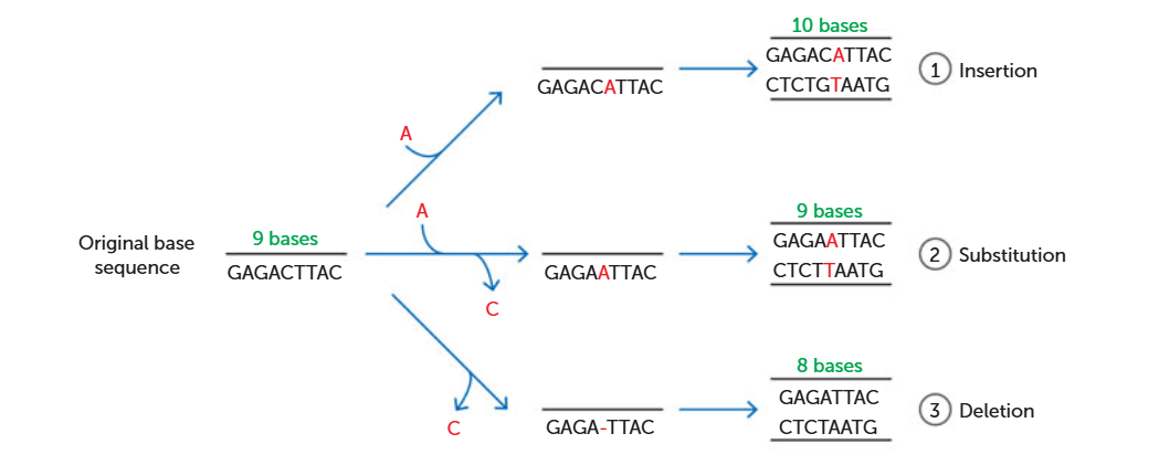 <ul><li><p>Inserted - a new nucleotide is added to the DNA strand</p></li><li><p>Substituted - an existing nucleotide is replaced with another one, with a different base</p></li><li><p>Deleted - a nucleotide is removed from the DNA strand</p></li></ul><p></p>