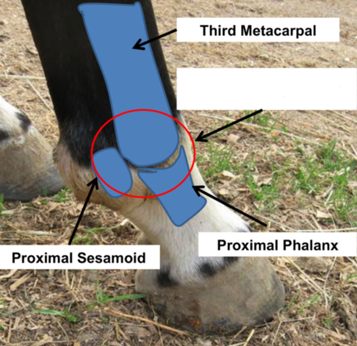 <p>Identify the structure circled in red</p>