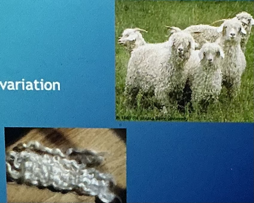 <p>Fiber; produces mohair, small, susceptible to parasites </p>