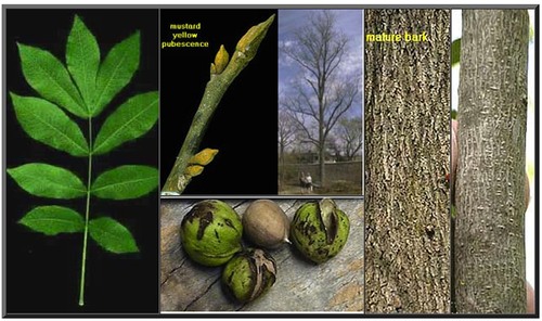 <p>Alternate compound leaves, mustard yellow buds</p>