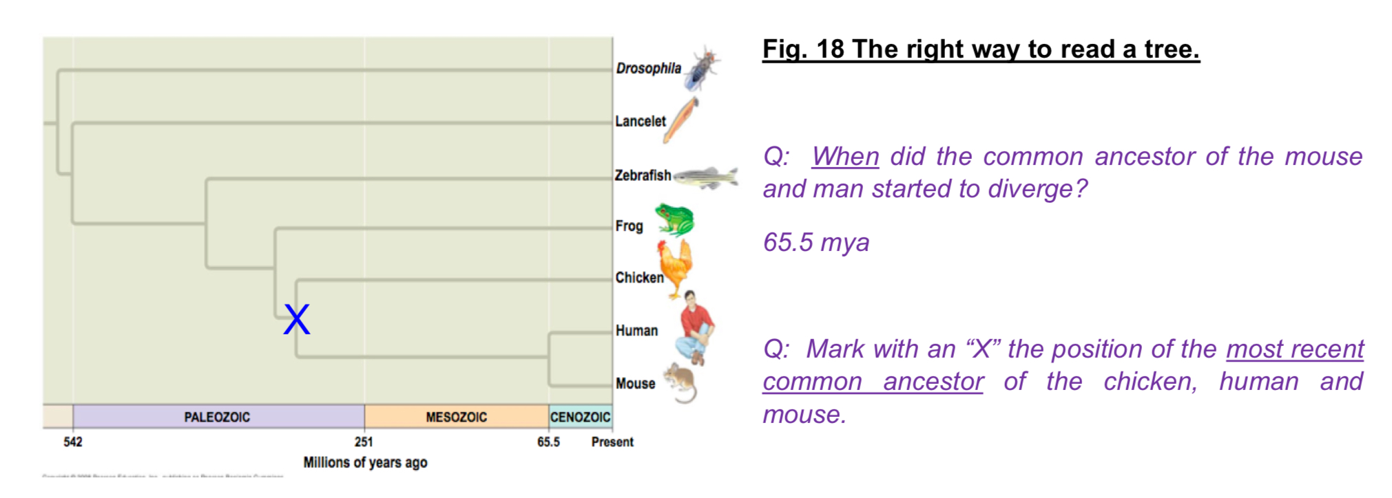 <p>Features</p><p>→ Phylogenetic trees make use of homologous characters to group species into clades/branches.</p><p>→ Phylogenetic trees may reveal how long ago a species diverged from a common ancestor</p><p>Advantages</p><p>→ determines evolutionary history of an organism based on the study of homologous characteristics</p><p>→ degree of relatedness can be inferred</p><p>→ can tell how long ago a species diverged from their common ancestor</p>