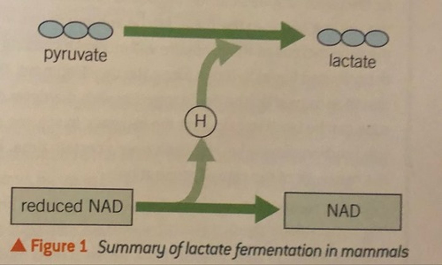 <p>Pyruvate can act as a hydrogen acceptor taking hydrogen from NADH, catalysed by the enzyme lactate dehydrogenase.<br><br>Pyruvate is converted to lactate and NAD is regenerated.<br><br>This keeps glycolysis going so a small quantity of ATP is still synthesised.</p>