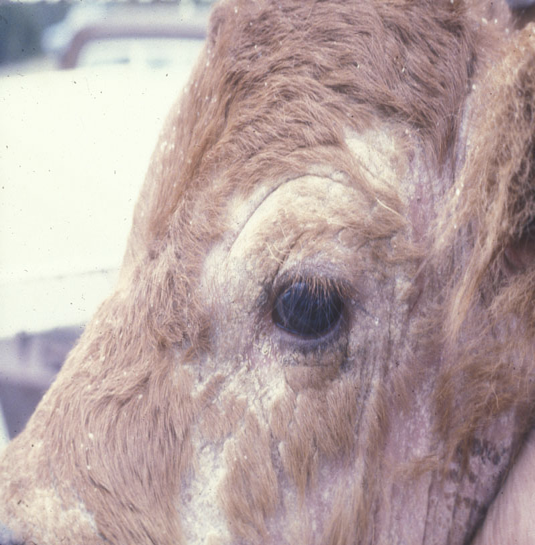 <p>what kind of mite</p>