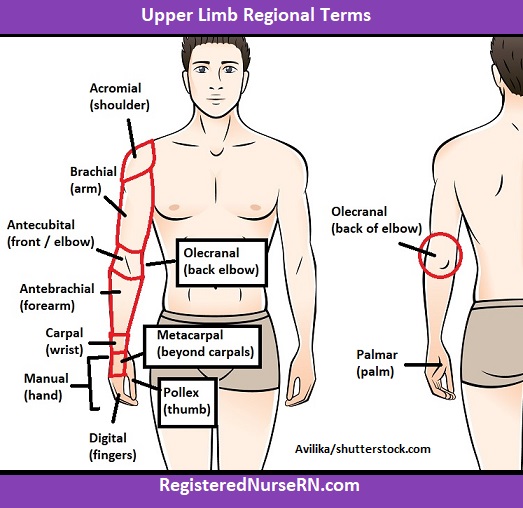 <p>Brachial</p>