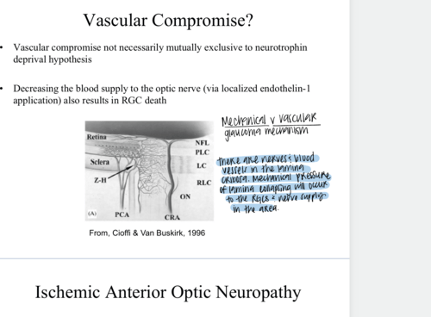 <p>Is vascular compromise mutually exclusive to neurotrophin deprival hypothesis?</p>