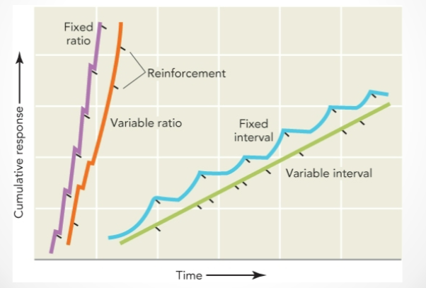 <p>the number of times that you must make the response before you are reinforced varies every trial </p>