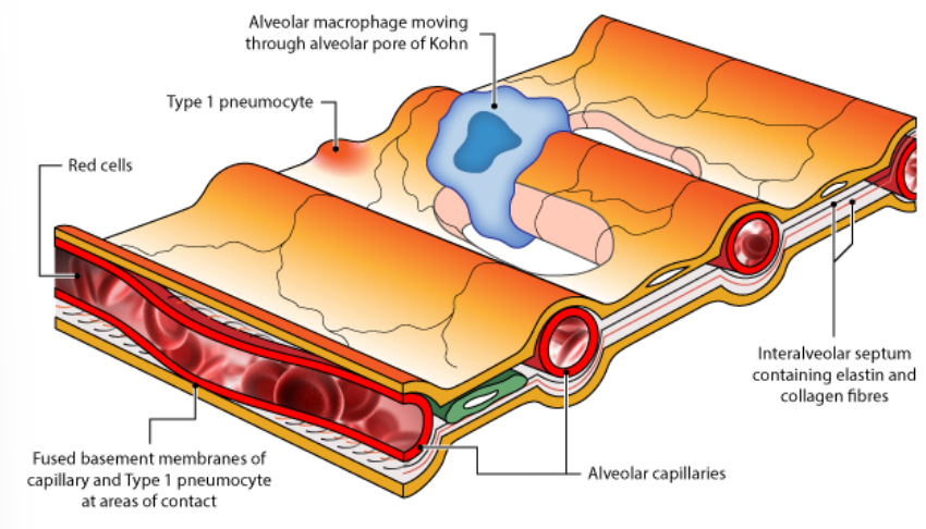 <ul><li><p>Type I pneumocytes are very thin cells which allow <strong>gaseous diffusion</strong>. They represent about 40% of the number of alveolar cells but 90% of the surface area lining the alveoli.</p></li><li><p>They are flattened cells with flattened nuclei and are joined together by tight junctions.</p></li><li><p>They have few organelles and provide a very thin covering over the basement membrane; the thinness of which contributes to the efficiency of gaseous exchange.</p></li></ul>