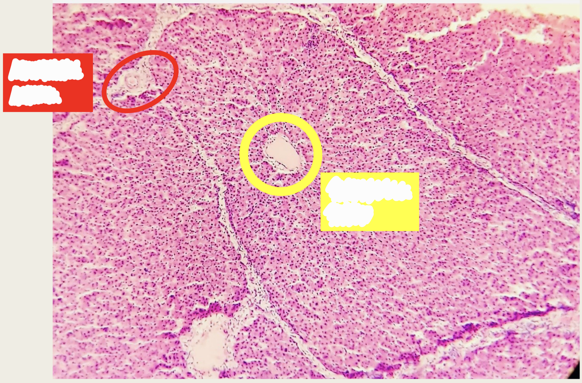 <p>Identify the structures </p>