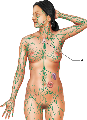 <p>Identify the lymphoid organ labeled "A." </p>