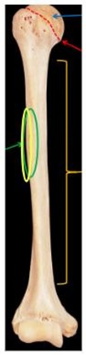 <p>just posterior to deltoid tuberosity</p>