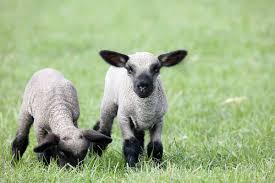 <ul><li><p>originated in England</p></li><li><p>meat breed</p></li><li><p>fast growth, carcass yield</p></li><li><p>medium wool</p></li></ul><p></p>