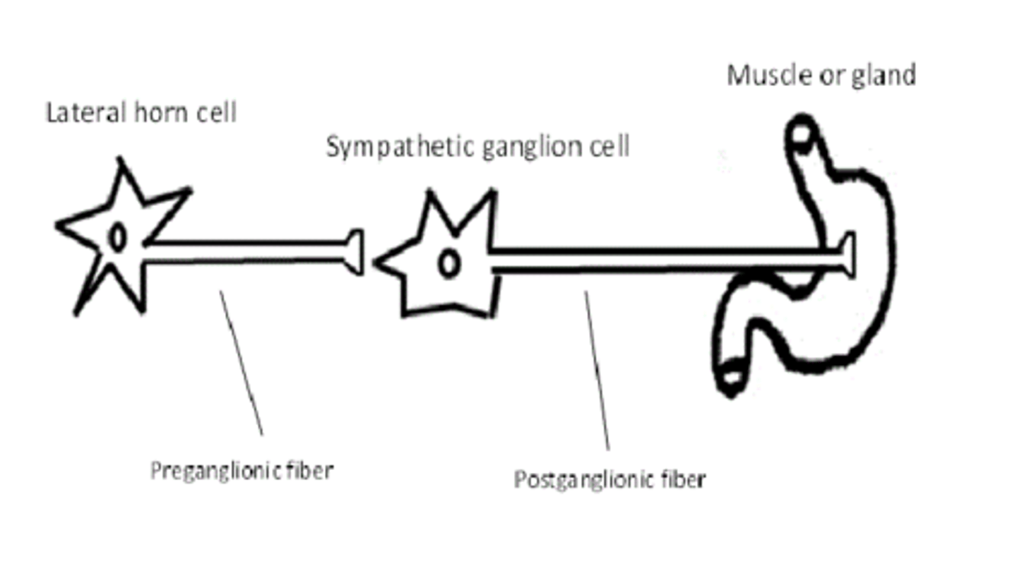 <p>sympathetic preganglionic cell bodies</p>
