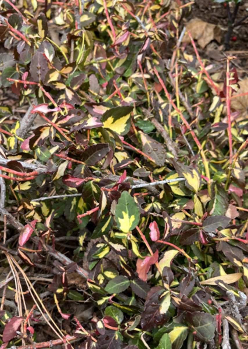 <p>variegated green and yellow ground cover, gold center, bigger leaves, more crenate margin</p>