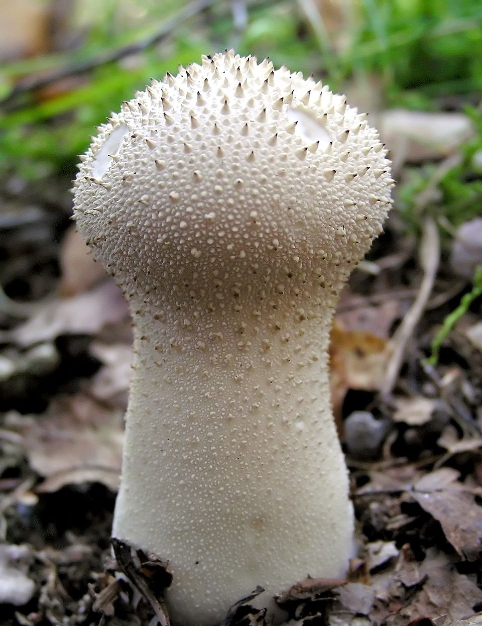 <p>Hongo</p>