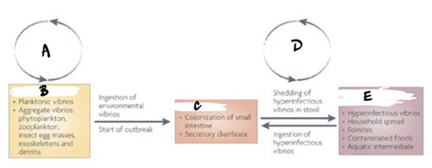 <p>Using the context clues of the chart, label each section from A-E.</p>
