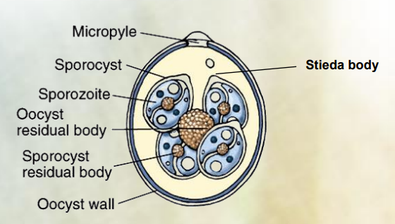 <p>Genus within apicomplexa. Order: Eimerida, Family: Eimeriidae</p><ul><li><p>Eimeria: <strong>4 sporozysts with 2 sporozoits in each.</strong></p></li><li><p>causes coccidiosis</p></li><li><p>host specificity</p></li></ul><p></p>