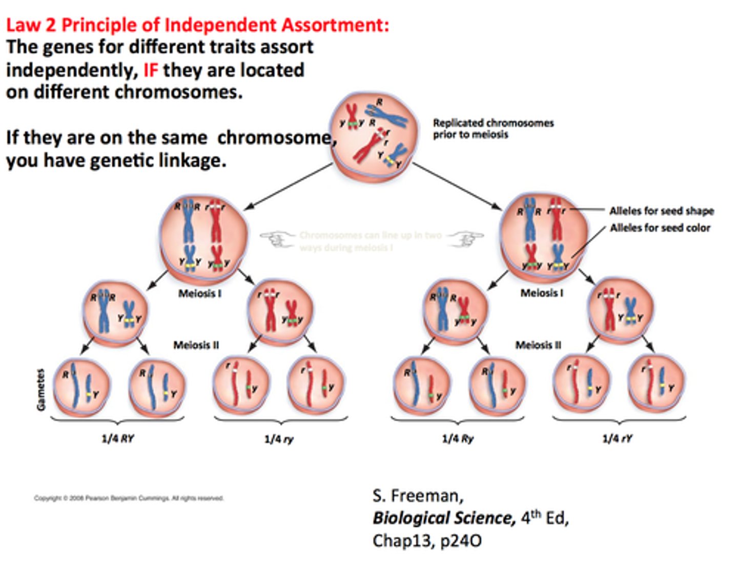 <p>The inheritance of one characteristic has no impact of the inheritance of another (ex. you can have brown hair, but you don't have to have brown eyes)</p><p>-In meiosis the homologs pair but in mitosis they do not (shuffling of the deck)</p>