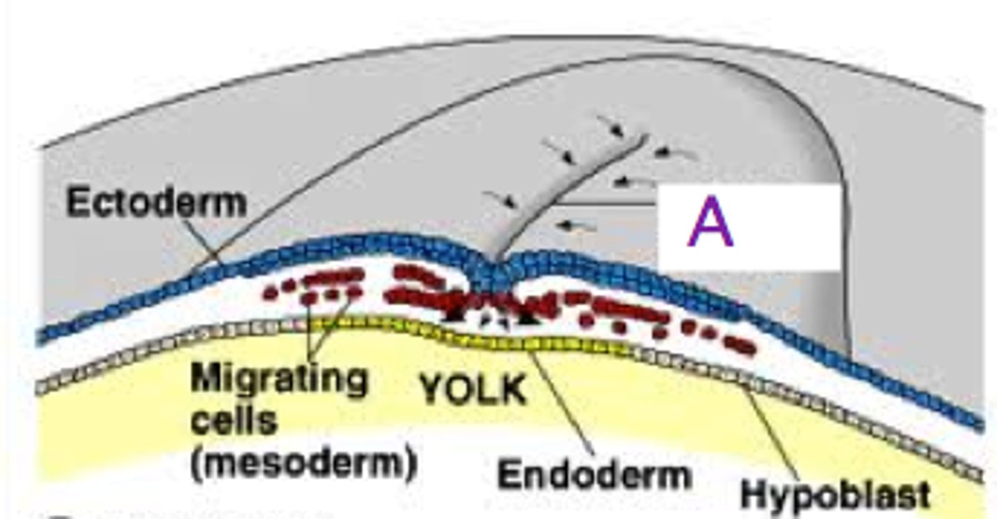 <p>&gt; Ridge at top</p><p>&gt; cells from top layer go through ridge and fold in on themselves to create 3rd layer</p>