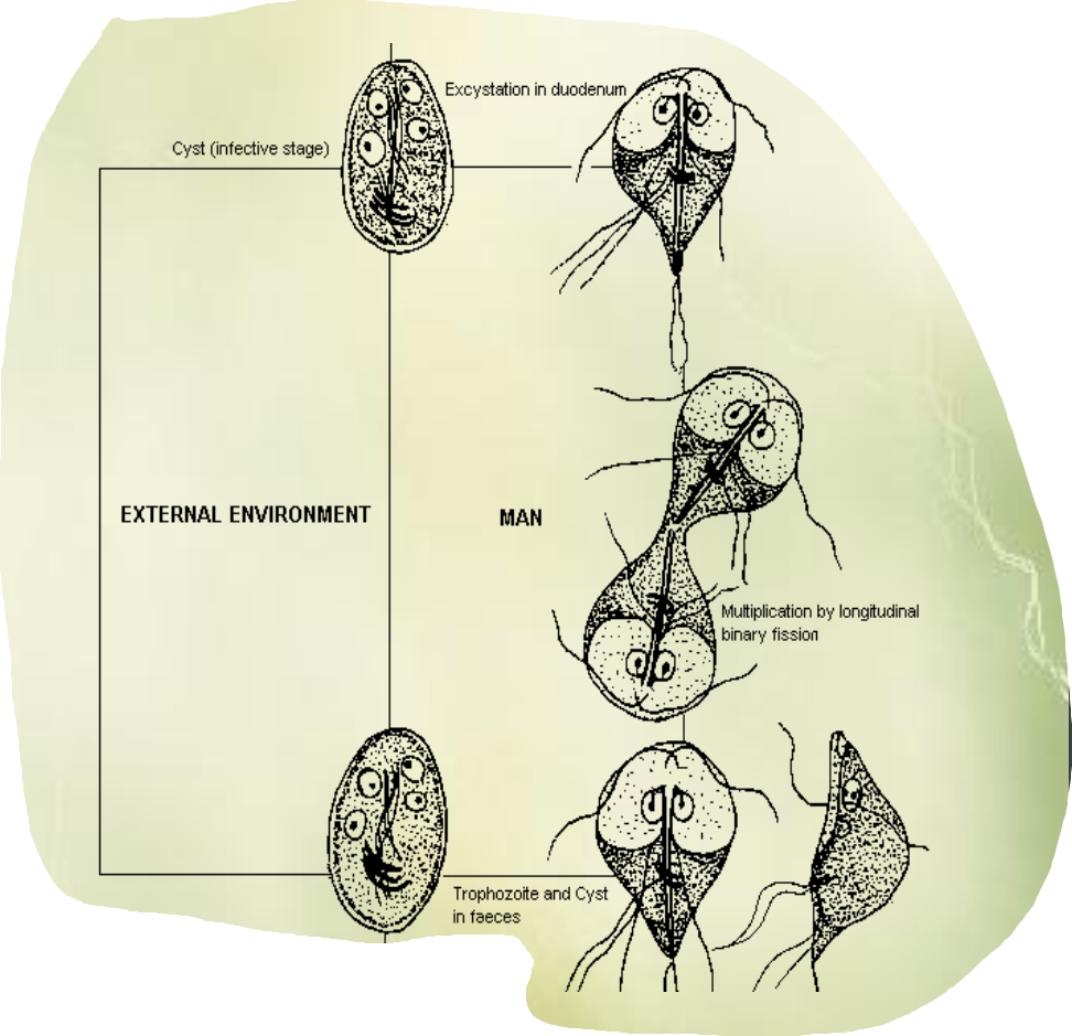 <p>This is the life cycle of?</p>